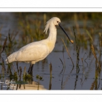 Spatule blanche (Platalea leucorodia - Eurasian Spoonbill)