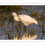 Spatule blanche (Platalea leucorodia - Eurasian Spoonbill)