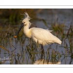 Spatule blanche (Platalea leucorodia - Eurasian Spoonbill)