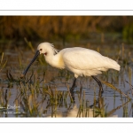 Spatule blanche (Platalea leucorodia - Eurasian Spoonbill)