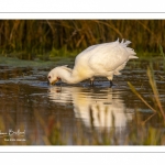 Spatule blanche (Platalea leucorodia - Eurasian Spoonbill)