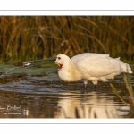 Spatule blanche (Platalea leucorodia - Eurasian Spoonbill)