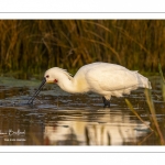 Spatule blanche (Platalea leucorodia - Eurasian Spoonbill)