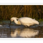 Spatule blanche (Platalea leucorodia - Eurasian Spoonbill)