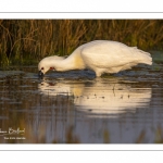 Spatule blanche (Platalea leucorodia - Eurasian Spoonbill)