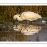 Spatule blanche (Platalea leucorodia - Eurasian Spoonbill)