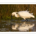 Spatule blanche (Platalea leucorodia - Eurasian Spoonbill)