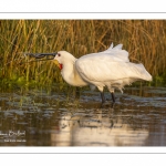 Spatule blanche (Platalea leucorodia - Eurasian Spoonbill)