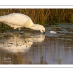 Spatule blanche (Platalea leucorodia - Eurasian Spoonbill)