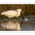 Spatule blanche (Platalea leucorodia - Eurasian Spoonbill)