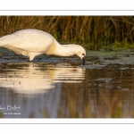 Spatule blanche (Platalea leucorodia - Eurasian Spoonbill)