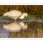 Spatule blanche (Platalea leucorodia - Eurasian Spoonbill)