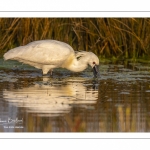 Spatule blanche (Platalea leucorodia - Eurasian Spoonbill)