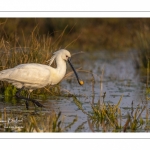 Spatule blanche (Platalea leucorodia - Eurasian Spoonbill)