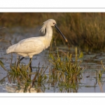 Spatule blanche (Platalea leucorodia - Eurasian Spoonbill)