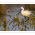 Spatule blanche (Platalea leucorodia - Eurasian Spoonbill)