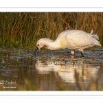 Spatule blanche (Platalea leucorodia - Eurasian Spoonbill)