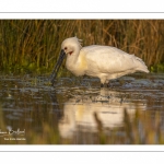 Spatule blanche (Platalea leucorodia - Eurasian Spoonbill)