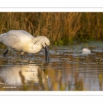 Spatule blanche (Platalea leucorodia - Eurasian Spoonbill)