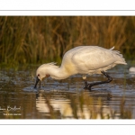 Spatule blanche (Platalea leucorodia - Eurasian Spoonbill)