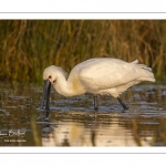 Spatule blanche (Platalea leucorodia - Eurasian Spoonbill)