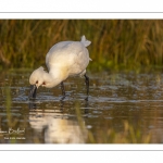 Spatule blanche (Platalea leucorodia - Eurasian Spoonbill)