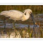 Spatule blanche (Platalea leucorodia - Eurasian Spoonbill)