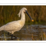 Spatule blanche (Platalea leucorodia - Eurasian Spoonbill)