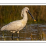 Spatule blanche (Platalea leucorodia - Eurasian Spoonbill)