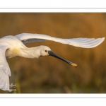 Spatule blanche (Platalea leucorodia - Eurasian Spoonbill)