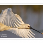 Spatule blanche (Platalea leucorodia - Eurasian Spoonbill)