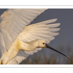 Spatule blanche (Platalea leucorodia - Eurasian Spoonbill)