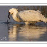 Spatule blanche (Platalea leucorodia - Eurasian Spoonbill)