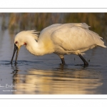 Spatule blanche (Platalea leucorodia - Eurasian Spoonbill)