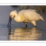 Spatule blanche (Platalea leucorodia - Eurasian Spoonbill)