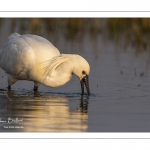 Spatule blanche (Platalea leucorodia - Eurasian Spoonbill)
