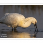 Spatule blanche (Platalea leucorodia - Eurasian Spoonbill)