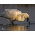 Spatule blanche (Platalea leucorodia - Eurasian Spoonbill)