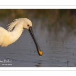 Spatule blanche (Platalea leucorodia - Eurasian Spoonbill)