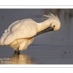 Spatule blanche (Platalea leucorodia - Eurasian Spoonbill)