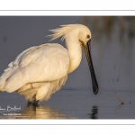 Spatule blanche (Platalea leucorodia - Eurasian Spoonbill)