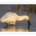 Spatule blanche (Platalea leucorodia - Eurasian Spoonbill)