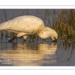 Spatule blanche (Platalea leucorodia - Eurasian Spoonbill)