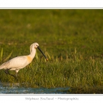 Spatule blanche (Platalea leucorodia - Eurasian Spoonbill) en train de chercher sa nourriture et de pÃªcher des poissons le long des rives d'un Ã©tang garni de roseaux en Baie de Somme. Saison : Printemps - Lieu : Marais du Crotoy, Le Crotoy, Baie de Somme, Somme, Picardie, France