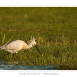 Spatule blanche (Platalea leucorodia - Eurasian Spoonbill) en train de chercher sa nourriture et de pÃªcher des poissons le long des rives d'un Ã©tang garni de roseaux en Baie de Somme. Saison : Printemps - Lieu : Marais du Crotoy, Le Crotoy, Baie de Somme, Somme, Picardie, France