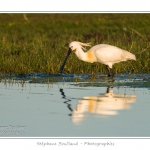 Spatule blanche (Platalea leucorodia - Eurasian Spoonbill) en train de chercher sa nourriture et de pÃªcher des poissons le long des rives d'un Ã©tang garni de roseaux en Baie de Somme. Saison : Printemps - Lieu : Marais du Crotoy, Le Crotoy, Baie de Somme, Somme, Picardie, France