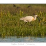 Spatule blanche (Platalea leucorodia - Eurasian Spoonbill) en train de chercher sa nourriture et de pÃªcher des poissons le long des rives d'un Ã©tang garni de roseaux en Baie de Somme. Saison : Printemps - Lieu : Marais du Crotoy, Le Crotoy, Baie de Somme, Somme, Picardie, France