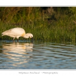 Spatule blanche (Platalea leucorodia - Eurasian Spoonbill) en train de chercher sa nourriture et de pÃªcher des poissons le long des rives d'un Ã©tang garni de roseaux en Baie de Somme. Saison : Printemps - Lieu : Marais du Crotoy, Le Crotoy, Baie de Somme, Somme, Picardie, France