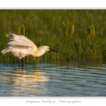 Spatule blanche (Platalea leucorodia - Eurasian Spoonbill) en train de chercher sa nourriture et de pÃªcher des poissons le long des rives d'un Ã©tang garni de roseaux en Baie de Somme. Saison : Printemps - Lieu : Marais du Crotoy, Le Crotoy, Baie de Somme, Somme, Picardie, France