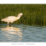 Spatule blanche (Platalea leucorodia - Eurasian Spoonbill) en train de chercher sa nourriture et de pÃªcher des poissons le long des rives d'un Ã©tang garni de roseaux en Baie de Somme. Saison : Printemps - Lieu : Marais du Crotoy, Le Crotoy, Baie de Somme, Somme, Picardie, France